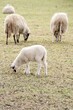 weiße Schafe als Teil einer Herde 2