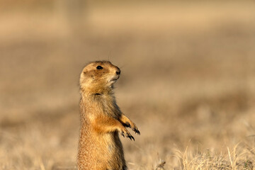 Wall Mural - Black-tailed prairie dog (Cynomys ludovicianus); Prairie Dog S.P.; Kansas