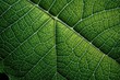 © Man888 - green leaf texture