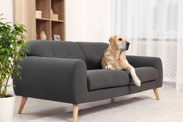 Sticker - Cute fluffy Labrador Retriever laying on sofa at home. Space for text