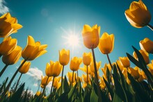 Bright Yellow Tulips With Sun Glare On Blue Sky Background. Generative AI