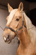 Adorable horse with bridles in stable. Lovely domesticated pet