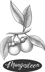 Wall Mural - mangosteen branch engraving