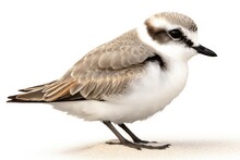 Close Up Snowy Plover