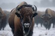 buffalo in snow