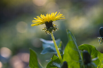 Wall Mural - beautiful flowers of yellow dandelions in nature in warm summer or spring on meadow in sunlight, sel