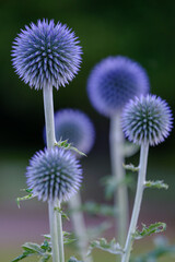 Wall Mural - ball thistle veitchs blue in a garden closeup.