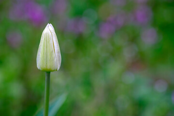 Wall Mural - white tulip closeup in the garden on beautiful blurred green background in spring, selective focus.