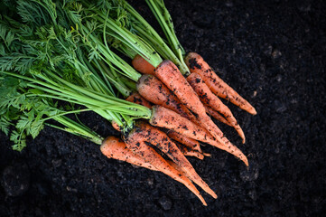 Wall Mural - carrot on ground , fresh carrots growing in carrot field vegetable grows in the garden in the soil organic farm harvest agricultural product nature