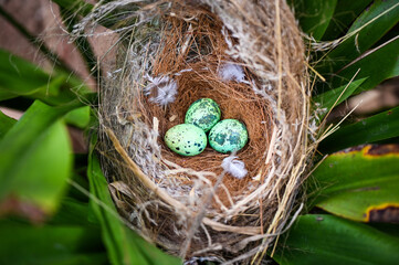 bird nest on tree branch with three eggs inside, bird eggs on birds nest and feather in summer forest , eggs easter concept