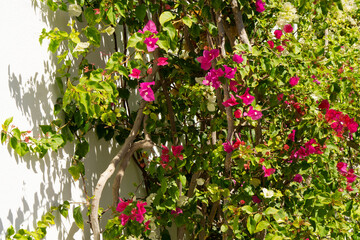 Wall Mural - Pink Bougainvillea flowers close up shot with selective focus. Blooming bougainvillea. Bougainvillea flowers as a background.Floral background. Violet bougainville flowers blooming on white wall. 