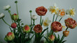 Assortment of tulips, daffodils and ranunculus against blank wall