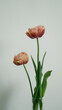 Tulips in a vase side profile