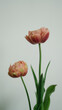 Tulips side profile against plain backdrop