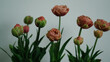 Tulip bunch against a white background