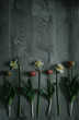 Tulips and daffodils laid on wooden floor