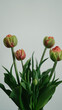 Tulip bouquet against a white wall