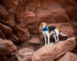 American Foxhound Hiking in Desert in Garden of the Gods Colorado