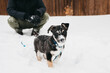 Little snowy pup in the backyard with blue leash