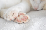 Fototapeta Łazienka - Cat toe beans, paw and claw closeup.  Tabby cat sleeping at home.  Happy pet relaxing in a house.  Copy space is on the right side. 