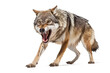 © Katynn - Portrait of a furious gray wolf. Angry wolf roaring isolated on transparent background. PNG. Digital art