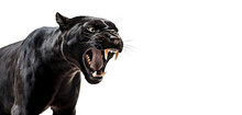 Roaring Black Panther Isolated Of Transparent Background. PNG. Digital Art