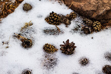 Coniferous Forest Floor With Pine Cones, Fir Needles And Moss Under Melting Snow