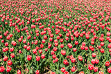 Fototapeta Tulipany - Large flowerbed of pink tulips in the park at spring