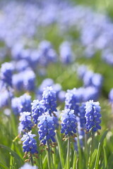 Wall Mural - Grape hyacinths are small blue bells.