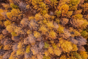 Wall Mural - Aerial view of beautiful forest natural scenery in autumn