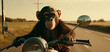 © andranik123 - Chimpanzee rides on a motorcycle. Generative Ai