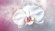 white orchid on pink background