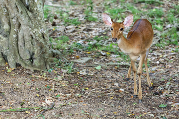 Wall Mural - The female deer in garden at thailand