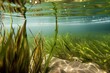 clear water with close-up of aquatic plant and seagrass, created with generative ai