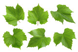 Grape leaf, isolated on white background, full depth of field