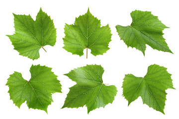 Wall Mural - grape leaf, isolated on white background, full depth of field