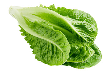 Wall Mural - Romain Lettuce isolated on white background, full depth of field