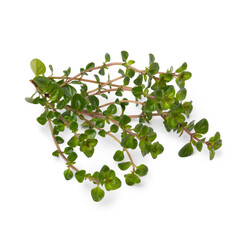 Sticker - Fresh twig of Thymus pulegioides Tabor plant isolated on white background