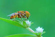 hoverfly on a flower