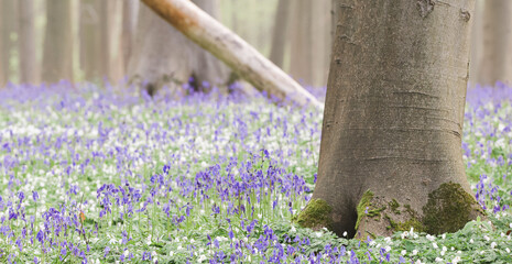 Poster - Beautiful view of the blue forest, Hallerbos