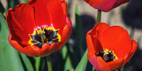 Wall Mural - red tulips on a sunny day. floral background in spring