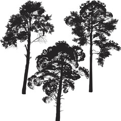 Wall Mural - three large black pine silhouettes on white