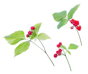 Poster - set of red stone bramble branches isolated on white