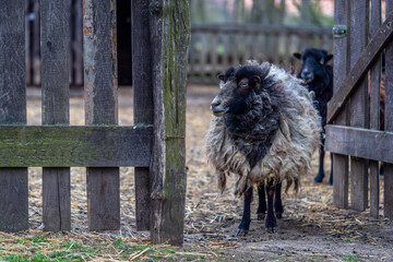 single sheep on the farm, countryside, close up photography, Black Ouessant sheep (ewe) - one of the smallest breeds of sheep in the world