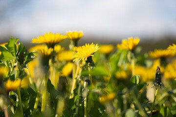 Poster - yellow dandelions in a meadow