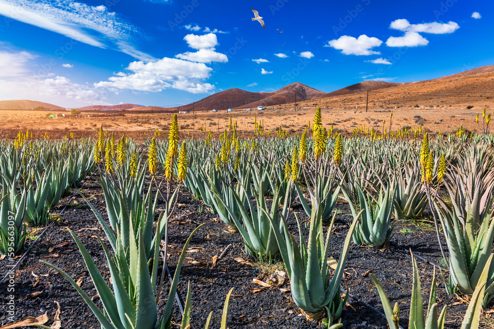 Plantation of medicinal aloe vera plant in the Canary Islands. Aloe Vera in  farm garden in desert Furteventura. Growing Aloe vera in fertile volcanic  soil, Fuerteventura Island, Spain. Stock Photo | Adobe