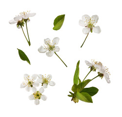 Wall Mural - Spring set of small green leaves and flowers of cherry isolated on white or transparent background