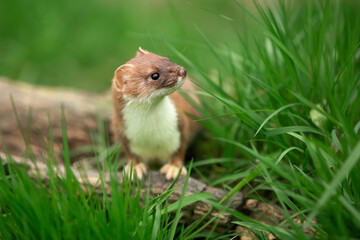 Wall Mural - Stoat in Springtime, Scientific name: Mustela erminea, stood on a log and facing right in natural grassy habitat.  Concept: British Wildlife.  Close up.  Space for copy.
