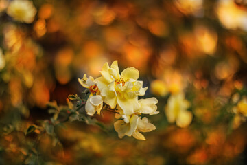 Wall Mural - Blooming yellow roses in the park and a beautiful orange blurred background with colorful bokeh. Roses with stamens and petals.