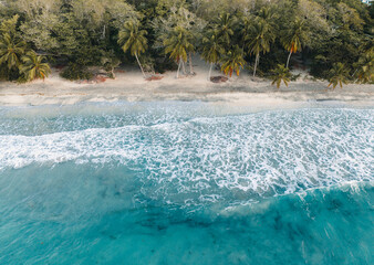 Wall Mural - Aerial top drone view on sand beach,palm tree and ocean on the caribbean island of Martinique, France. Famous Plage des Salines beach.